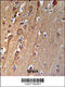 Transmembrane Protein 268 antibody, 64-228, ProSci, Immunohistochemistry paraffin image 