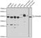 DnaJ Heat Shock Protein Family (Hsp40) Member B6 antibody, A03290, Boster Biological Technology, Western Blot image 