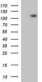 Glutamate Ionotropic Receptor Delta Type Subunit 1 antibody, TA590502, Origene, Western Blot image 