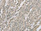 Ectodysplasin A2 Receptor antibody, CSB-PA640379, Cusabio, Immunohistochemistry frozen image 