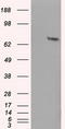 Histone Deacetylase 10 antibody, LS-C114829, Lifespan Biosciences, Western Blot image 