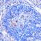 CD86 antibody, GTX32507, GeneTex, Immunohistochemistry paraffin image 