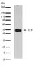 Interleukin 9 antibody, 710253, Invitrogen Antibodies, Western Blot image 