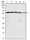 M-phase inducer phosphatase 3 antibody, AM06420SU-N, Origene, Western Blot image 