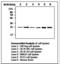 Ubiquitin C-Terminal Hydrolase L3 antibody, LS-B7856, Lifespan Biosciences, Western Blot image 