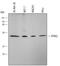 HtrA Serine Peptidase 2 antibody, MAB1458, R&D Systems, Western Blot image 