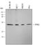 HtrA Serine Peptidase 2 antibody, MAB1458, R&D Systems, Western Blot image 