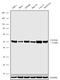 C-X3-C Motif Chemokine Receptor 1 antibody, 720300, Invitrogen Antibodies, Western Blot image 