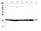 WAP Four-Disulfide Core Domain 2 antibody, A02685-3, Boster Biological Technology, Western Blot image 