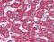 Mycobacterium tuberculosis groEL antibody, orb87926, Biorbyt, Immunohistochemistry paraffin image 