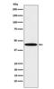 Damage Specific DNA Binding Protein 2 antibody, M01430-1, Boster Biological Technology, Western Blot image 