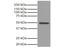 Glycogen Synthase Kinase 3 Alpha antibody, NBP1-28582, Novus Biologicals, Western Blot image 