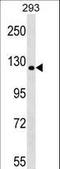 TBC1 Domain Family Member 1 antibody, LS-C157142, Lifespan Biosciences, Western Blot image 