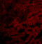 BCL2 Related Protein A1 antibody, A03850-1, Boster Biological Technology, Immunofluorescence image 