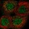Pseudouridine Synthase 1 antibody, HPA057593, Atlas Antibodies, Immunocytochemistry image 