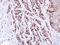 Minichromosome Maintenance Complex Component 7 antibody, LS-C186147, Lifespan Biosciences, Immunohistochemistry paraffin image 