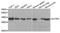 Actin Related Protein 2 antibody, A03898, Boster Biological Technology, Western Blot image 