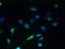 Secretory Carrier Membrane Protein 4 antibody, LS-C379120, Lifespan Biosciences, Immunofluorescence image 