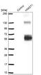 Heparan Sulfate 6-O-Sulfotransferase 1 antibody, NBP1-92010, Novus Biologicals, Western Blot image 