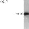 HIF1-alpha antibody, MA1-516, Invitrogen Antibodies, Western Blot image 