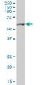 Serine Hydroxymethyltransferase 2 antibody, H00006472-B01P, Novus Biologicals, Western Blot image 