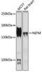 Neurofilament Medium antibody, 16-591, ProSci, Western Blot image 