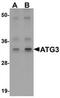 Autophagy Related 3 antibody, orb75436, Biorbyt, Western Blot image 