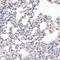 CD163 antibody, 23-546, ProSci, Immunohistochemistry frozen image 