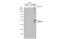 Solute Carrier Family 32 Member 1 antibody, GTX101908, GeneTex, Western Blot image 