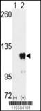 Pumilio homolog 2 antibody, MBS9214558, MyBioSource, Western Blot image 