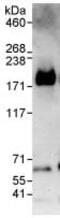 SIK Family Kinase 3 antibody, ab88495, Abcam, Immunoprecipitation image 