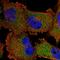 SWT1 RNA Endoribonuclease Homolog antibody, HPA027334, Atlas Antibodies, Immunofluorescence image 