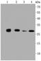 Prohibitin antibody, NBP2-67334, Novus Biologicals, Western Blot image 