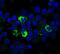 TGF beta antibody, FAB2463G, R&D Systems, Immunocytochemistry image 