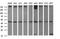 Tubulin Beta 1 Class VI antibody, NBP2-46245, Novus Biologicals, Western Blot image 