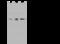 Acyl-CoA Dehydrogenase Short Chain antibody, 104902-T32, Sino Biological, Western Blot image 