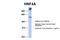 Hepatocyte Nuclear Factor 4 Alpha antibody, 27-452, ProSci, Western Blot image 