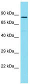 Zyg-11 Family Member A, Cell Cycle Regulator antibody, TA334921, Origene, Western Blot image 