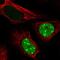 CT45A antibody, PA5-60807, Invitrogen Antibodies, Immunofluorescence image 