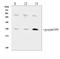 Natriuretic peptides B antibody, A01186-2, Boster Biological Technology, Western Blot image 
