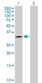 Aprataxin antibody, H00054840-B01P, Novus Biologicals, Western Blot image 