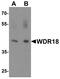 WD Repeat Domain 18 antibody, A13595, Boster Biological Technology, Western Blot image 