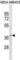 Olfactory Receptor Family 11 Subfamily A Member 1 antibody, abx031148, Abbexa, Western Blot image 