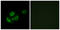 Mitochondrial Ribosomal Protein L11 antibody, LS-C119620, Lifespan Biosciences, Immunofluorescence image 