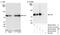 Cullin 3 antibody, NB100-58788, Novus Biologicals, Western Blot image 