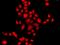 Myeloid Leukemia Factor 1 antibody, GTX55705, GeneTex, Immunocytochemistry image 