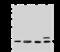 Glutaminyl-TRNA Synthetase antibody, GTX02354, GeneTex, Western Blot image 