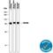 CD200 Molecule antibody, AF2724, R&D Systems, Western Blot image 