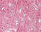 Thy-1 Cell Surface Antigen antibody, TA318808, Origene, Immunohistochemistry frozen image 