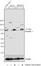 Dynamin 1 antibody, PA1-660, Invitrogen Antibodies, Western Blot image 